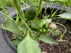 Jun 13, 2022 at 9_01 AM